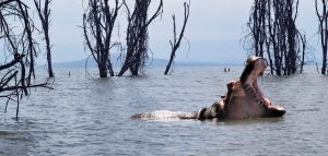Spotting Hippos on Lake Naivasha (1 Day)