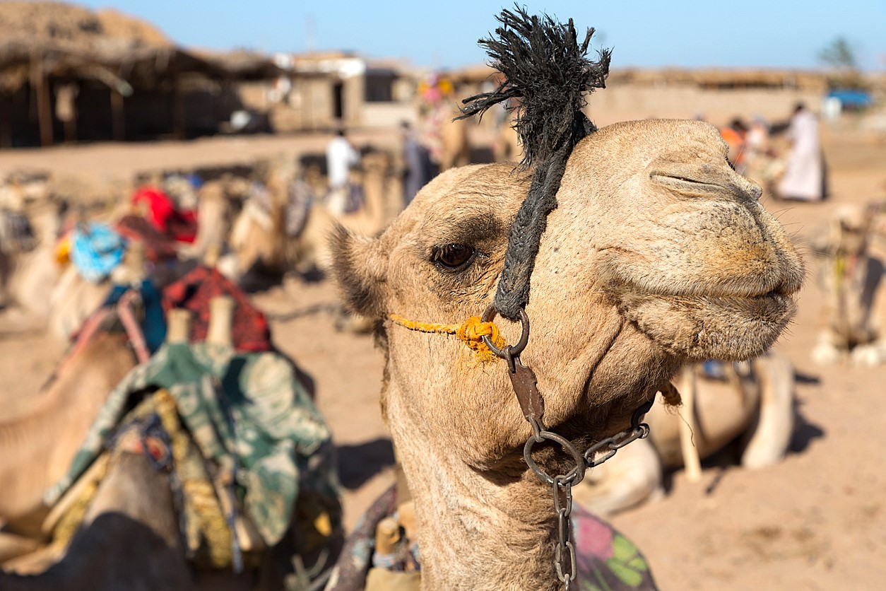 Visiting A Camel Market <span>No Perfume Behind These Ears!</span>