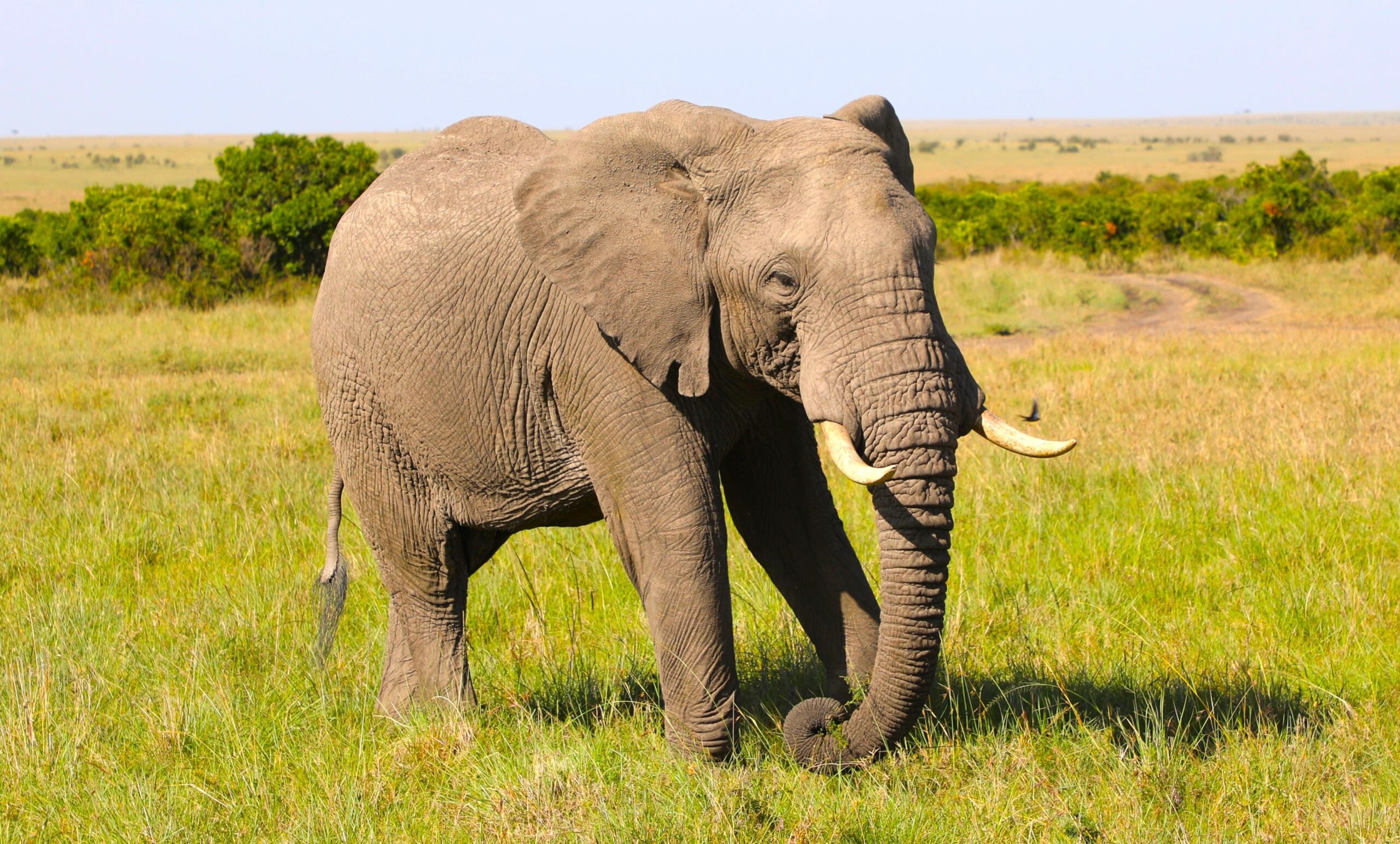 A Wildlife Safari in the Maasai Mara (4 Days)