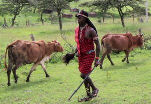 My Life as A Maasai Warrior (2 Days)