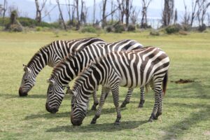 Ololo Wildlife and Cultural Experiences (5 Days)