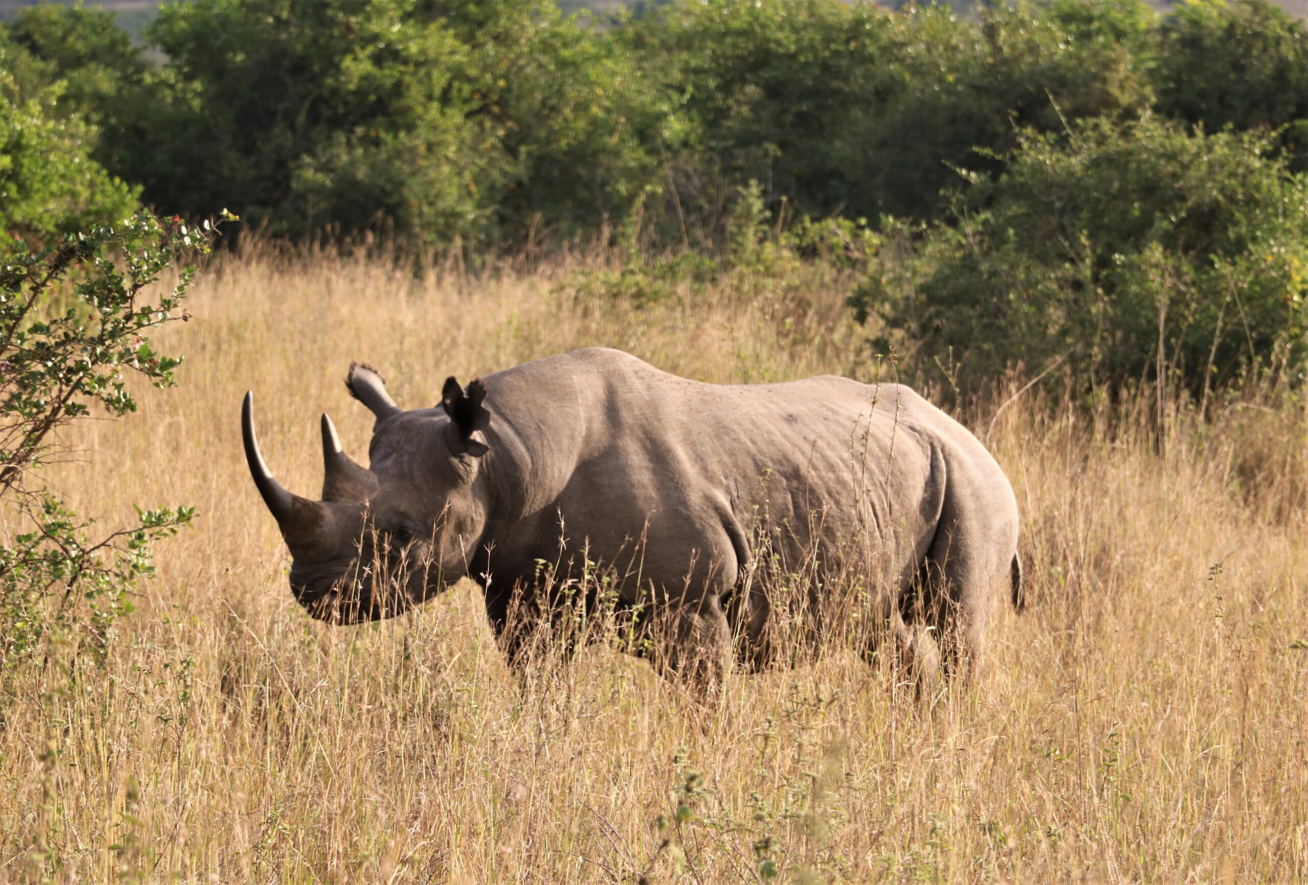 Magical Nairobi National Park