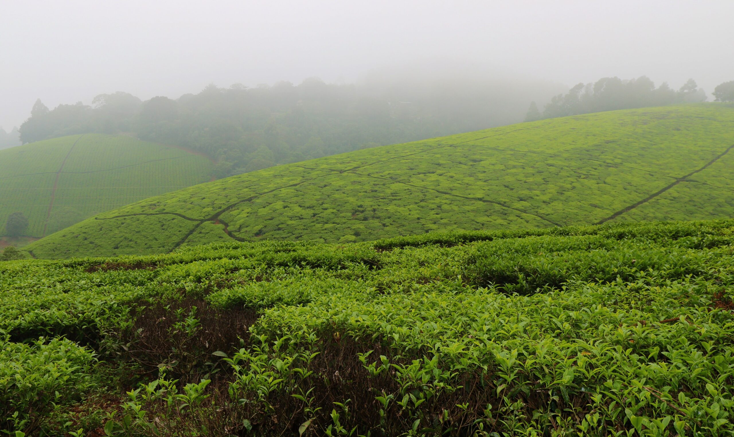 Taking Tea in Kenya