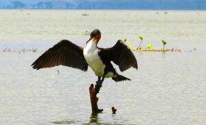 Helicopter, Safari & Lake Escape (5 Days)