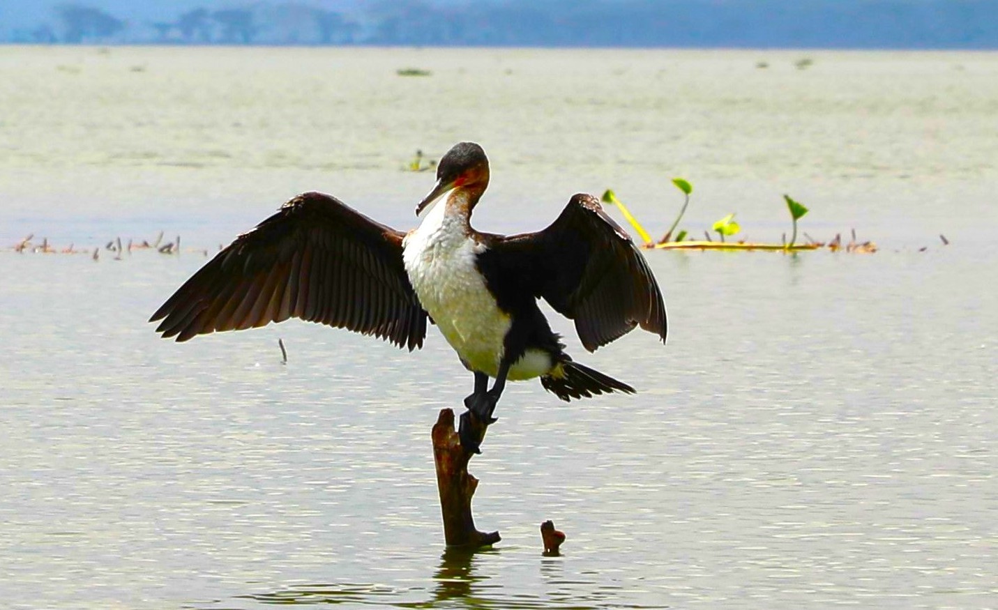 Helicopter, Safari & Lake Escape (5 Days)