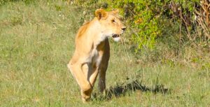 Kenya Signature Journey: Safari, Culture & Coast (11 Days)